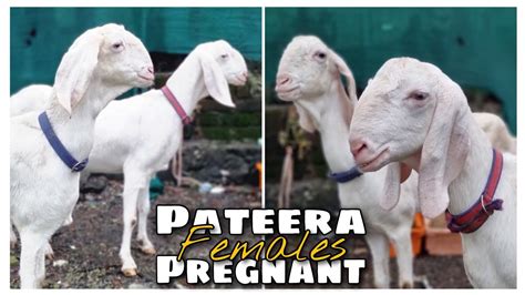 Gulabi Pateera Female Goat By Asif Std Star Goats Farm Trust In Best