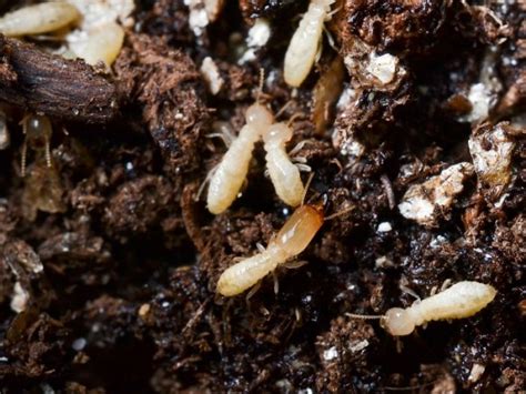 Termite Thrasher Termite And Pest Control