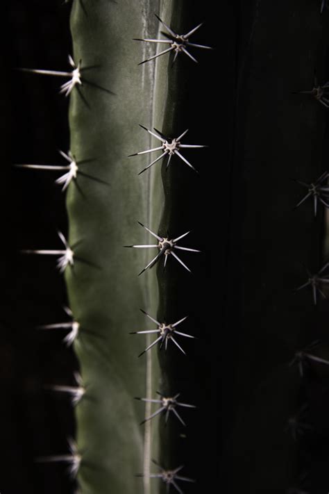 Low Light Photo Of Cactus Plant Photo Free Image On Unsplash