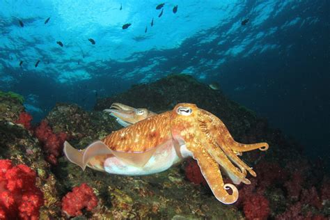 Fun Facts About Cuttlefish