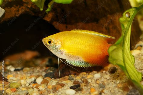 Honey Gourami Trichogaster Chuna Tropical Aquarium Fish In Fish Tank