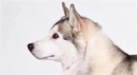 Siberian Husky Dog Breed Information American Kennel Club