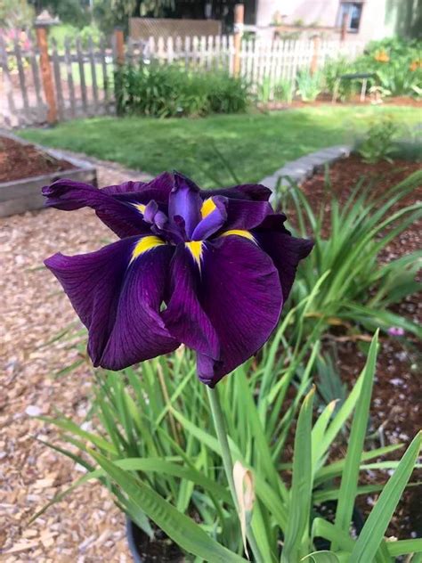 Photo Of The Bloom Of Japanese Iris Iris Ensata Good Omen Posted By