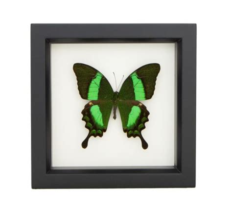 Insect Display Art Framed Malachite Butterfly Bug Under Glass