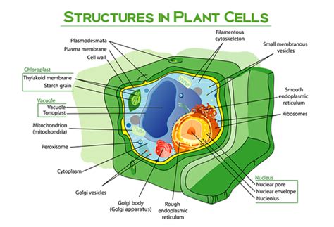 Plant Cell Structure And Function Of Plant Cell Types Of Plant Cell