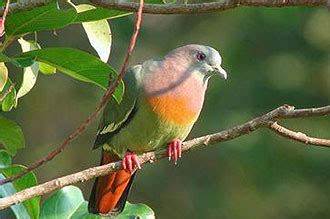 Bird list kuala gula, perak. Bagan Serai Homestay: Kuala Gula Bird Sanctuary