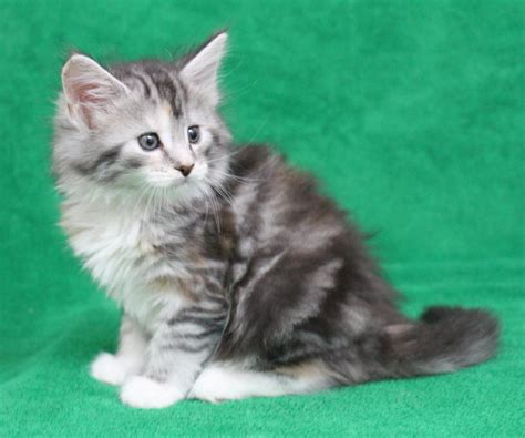 Available in san diego, ca, call us now, we offer bare kittens and hairless cat adoption. Maine Coon Cats For Sale | San Diego, CA #252978 | Petzlover
