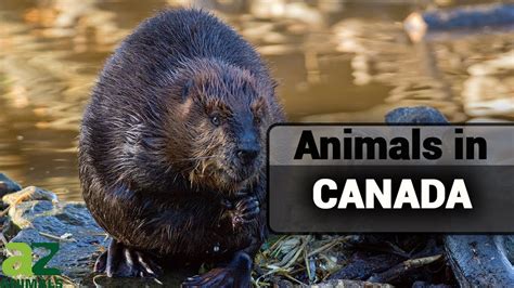 Wildlife In Canada Beautiful Types Of Canadian Animals Youtube