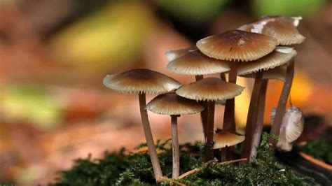 Fungi Jamur Pengertian Ciri Ciri Klasifikasi Dan Manfaat