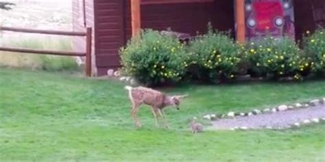 Curious Baby Deer Meets His First Rabbit Invents Cutest Game The Dodo