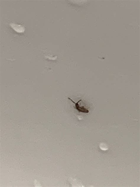 Identifying Small Bugs in the Bathroom? | ThriftyFun