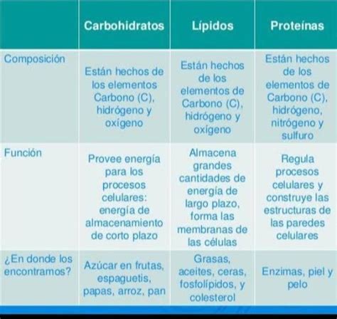 C Elabora Un Cuadro Comparativo Entre Los Carbohidratos Lipidos Y