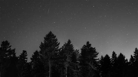 Starry Dark Trees Monochrome Black And White Photography Night