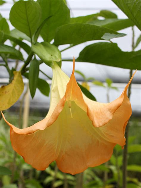 Dr Seuss Angel Trumpet Plant Brugmansia Urban Perennials