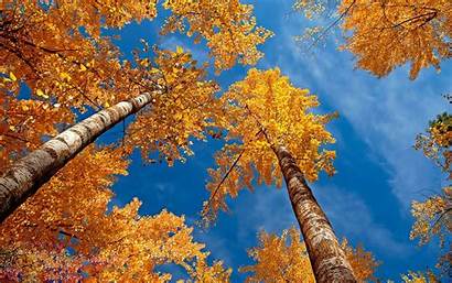 Autumn Trees Sky Nature Wallpapers Mobile 4k