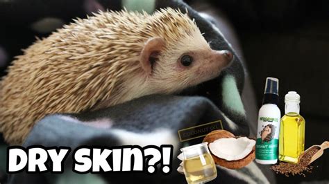 Hedgehog Care Dealing With Dry Skin Youtube