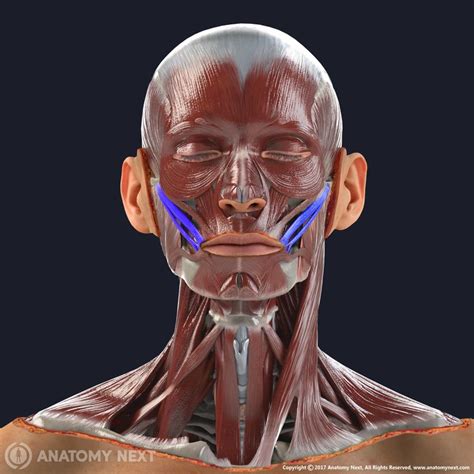 Zygomaticus Major Muscles Of Facial Expression Muscle Anatomy