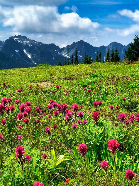 Mt Rainier Washingtons Wildflower Wonderland Easin Along