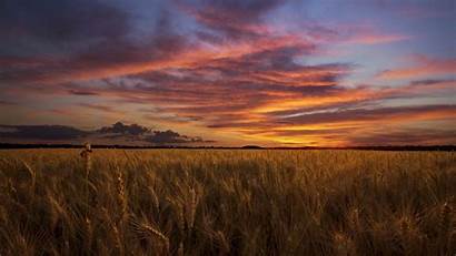 Field Sunset Wheat Night Clouds Sky Nature