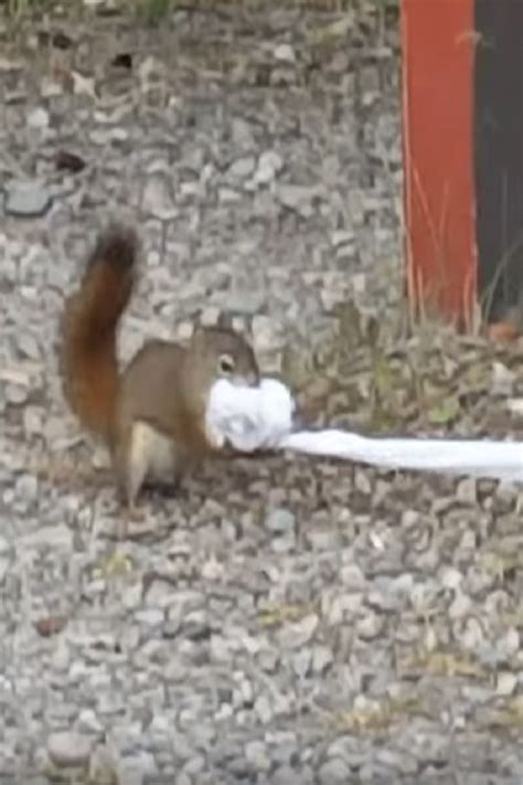 Not So Discreet Squirrel Gets Caught Stealing Toilet Paper And Has Everyone Cracking Up Video