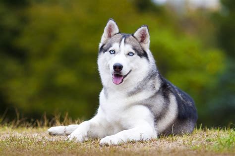 10 Beautiful Types Of Huskies With Pictures Pet Keen