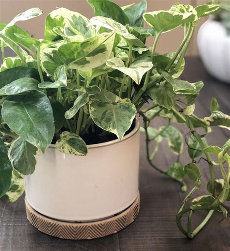 10 Low Light Indoor Plants The Can Thrive In Your Home And Office