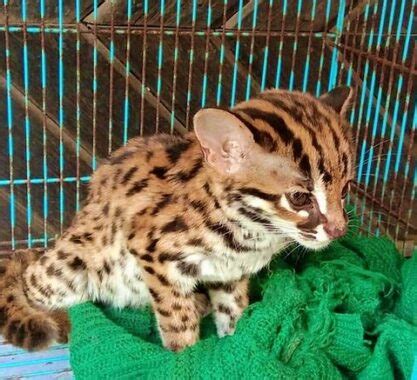 Tubuhnya cukup besar dengan bobot . Kucing Hutan Kalimantan Barat - Macan Akar A K A Kucing ...