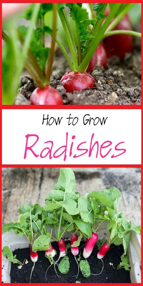 There are different kinds of radish with some growing in spring and summer and it is the easy way to grow radish and no special technique is required for this process. Tips on How to Grow Radish