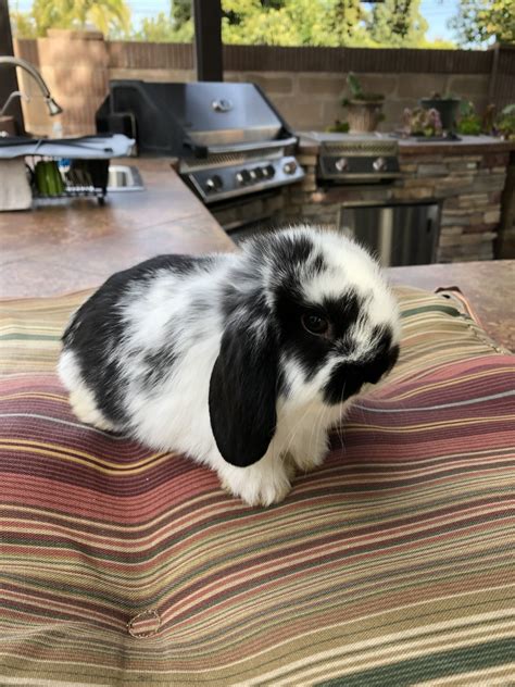 Holland Lop Rabbits For Sale Downey Ca 289992