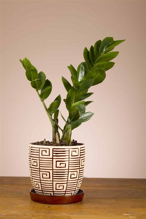 Indoor Plant For Bedroom What Kind Of Plant Should You Get