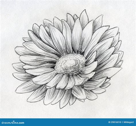 Daisy Flower Pencil Drawing Wallpapers Gallery