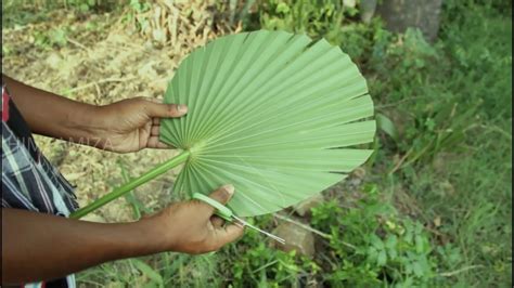 How To Make Palm Leaf Hand Fan பனை ஓலை விசிறி Amazic Maker Youtube