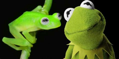 Kermit The Frog Has A Real Life Doppelganger In Costa Rica