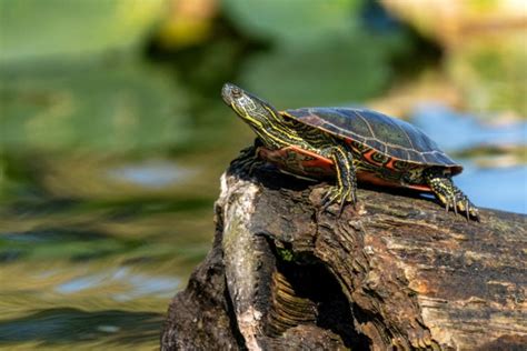 Western Painted Turtle Care Guide Varieties Pictures Lifespan