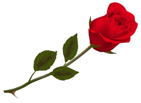 Search more hd transparent single flower image on kindpng. Single Rose Free PNG Image | PNG Arts