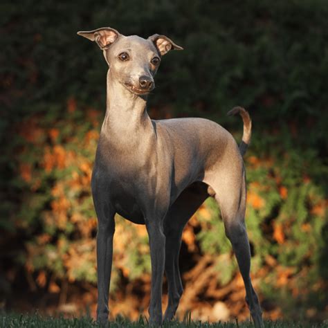 Italian Greyhound Colors A Complete Guide