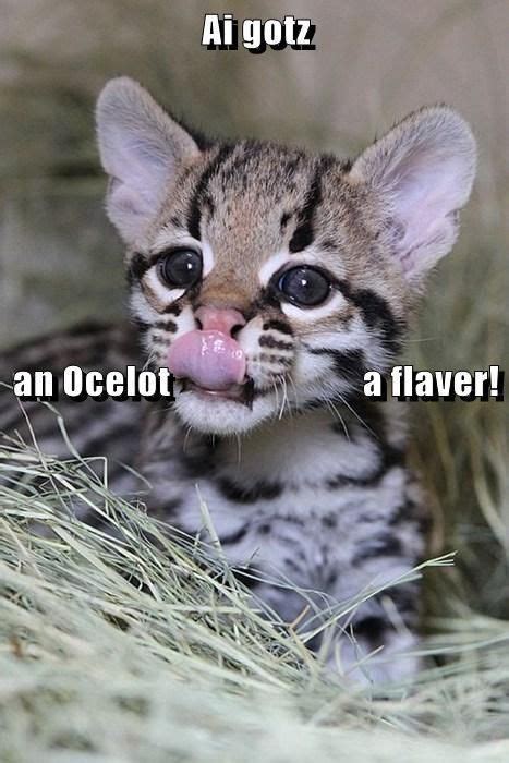 Ai Gotz An Ocelot A Flaver Meme With Images Cute