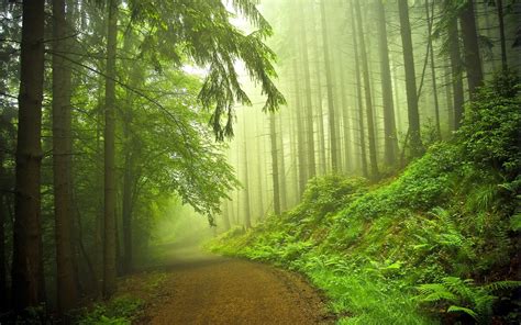 Most Beautiful Forest Wallpapers K Hd Most Beautiful Forest Backgrounds On Wallpaperbat