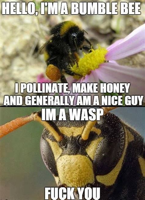 Bee Vs Wasp Bee Bumble Bee