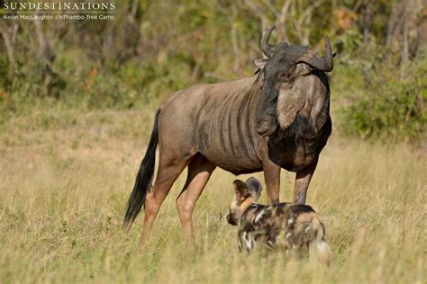 Wild Dogs Chase A Lone Wildebeest For Fun