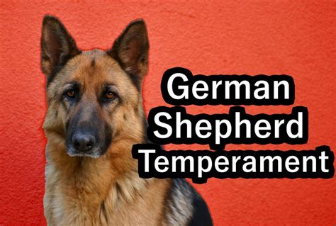 German Shepherd Temperament And Characteristics