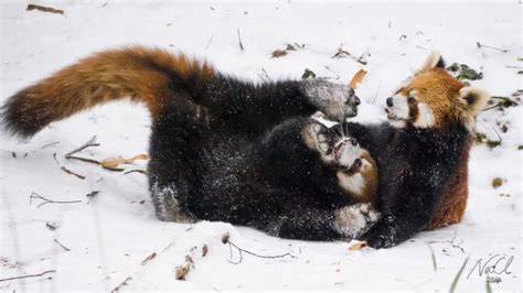 Two Chinese Red Pandas Play In The Snow At The Cincinnati