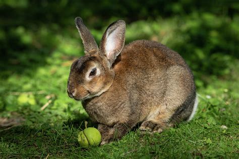 A Brown Cute Dwarf Rabbit Eating A Small Apple Photograph By Stefan