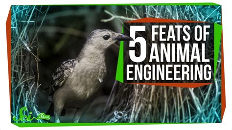5 Amazing Feats Of Animal Engineering Fsetyt Com