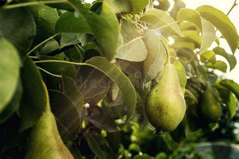 Pears On A Branchunripe Green Pearpear Treetasty Young Pear H Stock