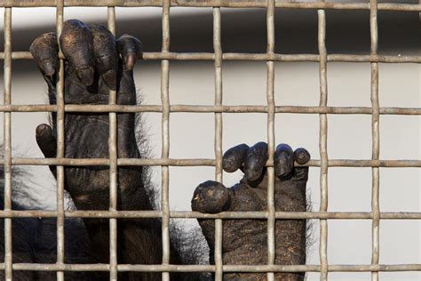 Judge Orders Stony Brook University To Defend Its Custody Of 2 Chimps