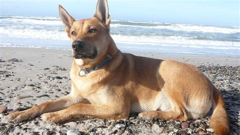 A dog is a friend that never betrays the master. Carolina Dog / Dog Breed - YouTube