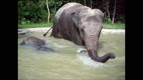 3 Legged Baby Elephant Playing And Swimming In The Waterwmv Youtube