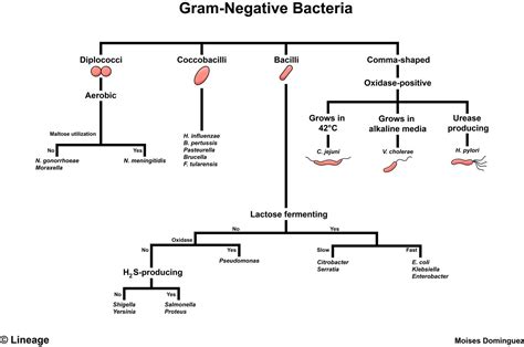 Gram Negative Bacteria Step1 Microbiology Step 1