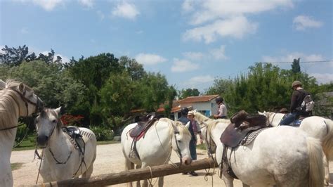 Horse Riding In The Camargue